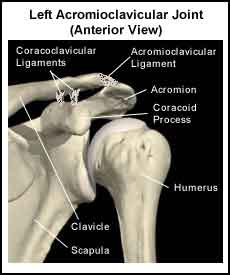 Acromioclavicular (AC) joint: Anatomy, function