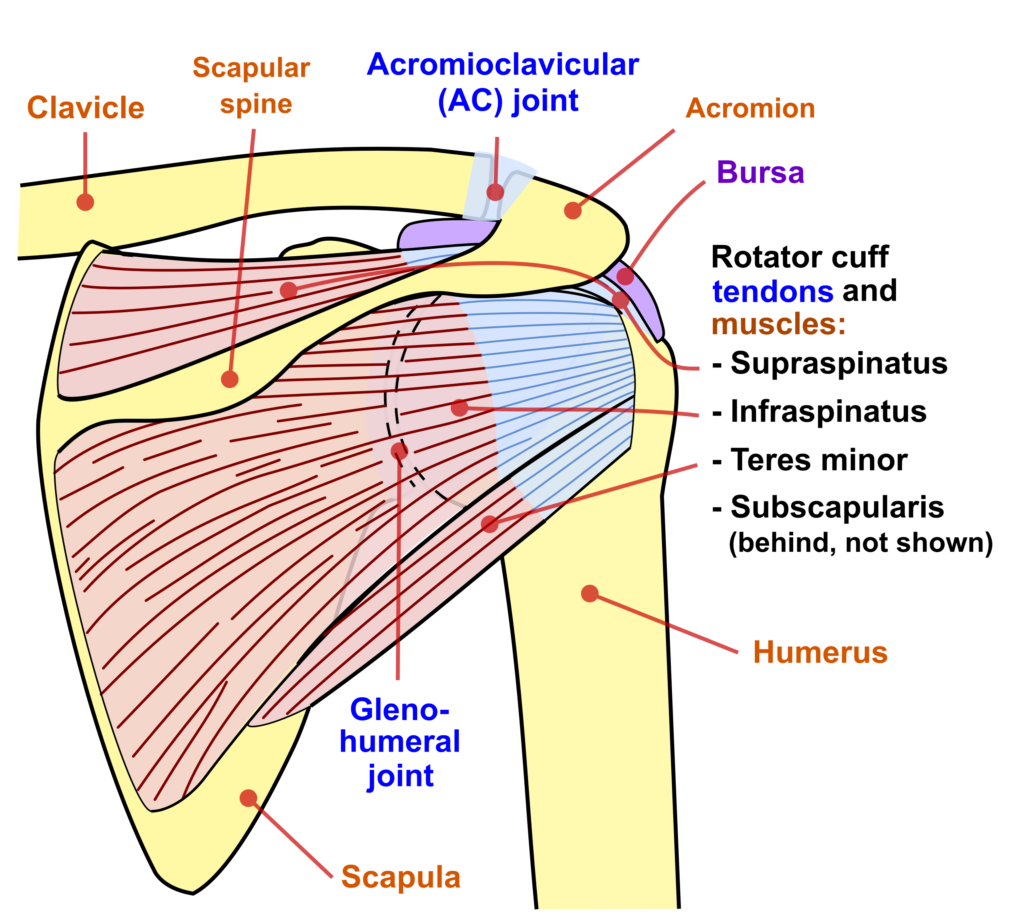 rotator cuff shoulder muscles diagram Shoulder dislocations