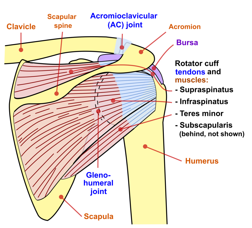 front shoulder pain